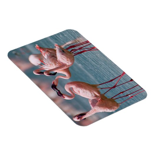 二頭の小型フラミンゴ(フェニコプテラス属) マグネット (右側)