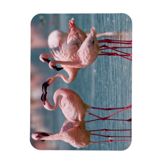 二頭の小型フラミンゴ(フェニコプテラス属) マグネット (縦)