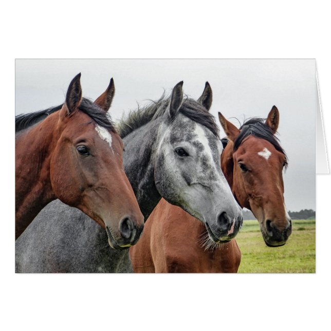 二頭の栗毛馬と一頭の芦毛馬、三頭の馬が一列に並ぶ (正面横)