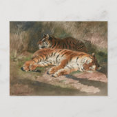 二頭の虎 | ローザボヌール ポストカード (正面)