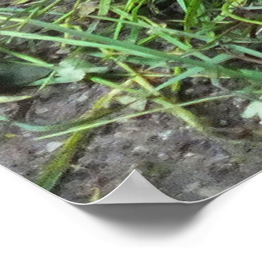 二頭の食べ物を与え亀の動物 ポスター (角)