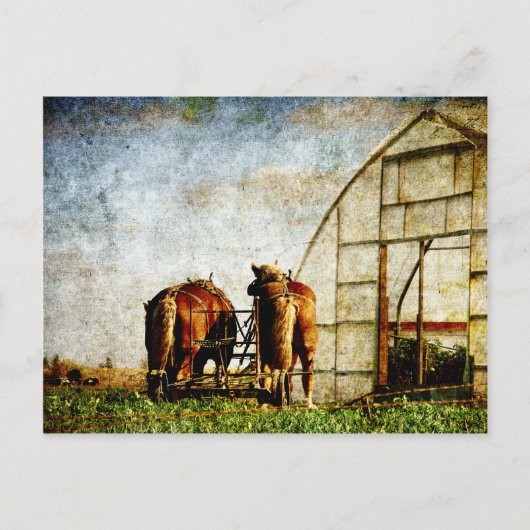 二頭の馬が仕事に向いている ポストカード (正面)