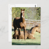 二頭の馬が牧草地に ポストカード (正面/裏面)
