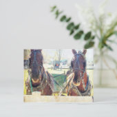 二頭の馬のアミッシュチーム ポストカード (スタンド正面)