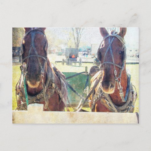 二頭の馬のアミッシュチーム ポストカード (正面)