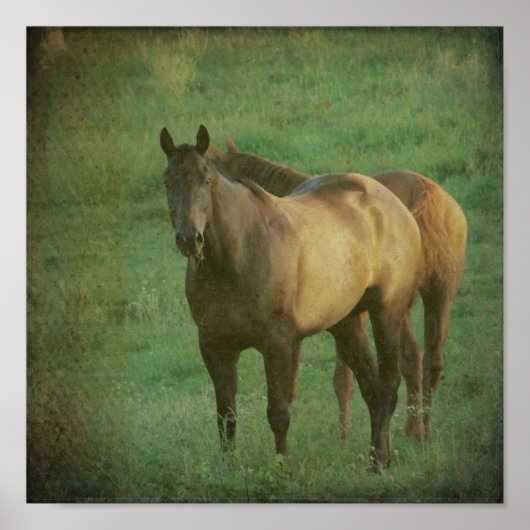 二頭の馬 ポスター (正面)