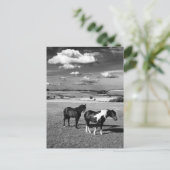 二頭の馬 ポストカード (スタンド正面)