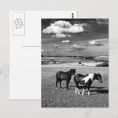 二頭の馬 ポストカード (正面/裏面)