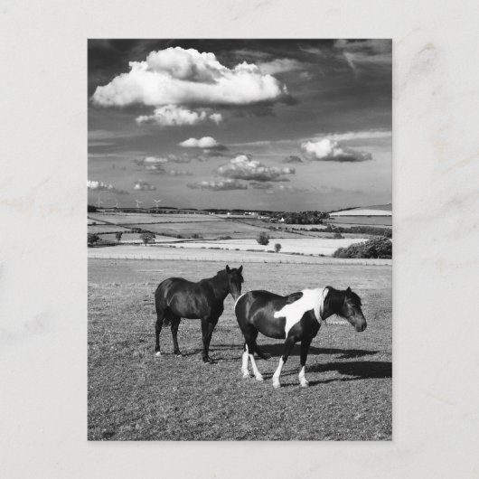 二頭の馬 ポストカード (正面)