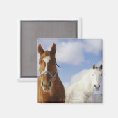 二頭の馬 マグネット (正面/裏面)