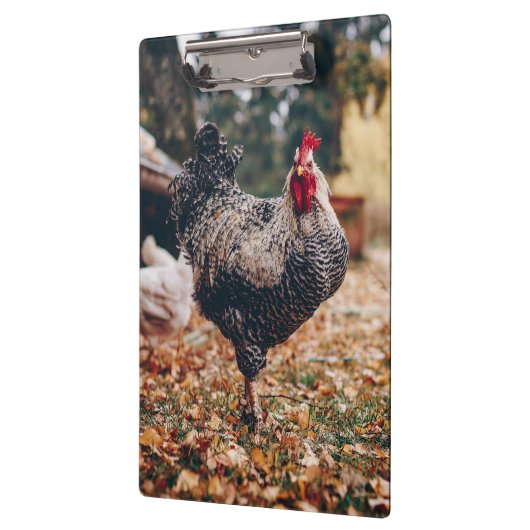 二頭の鶏を自然にした白黒のオンドリ クリップボード (左)