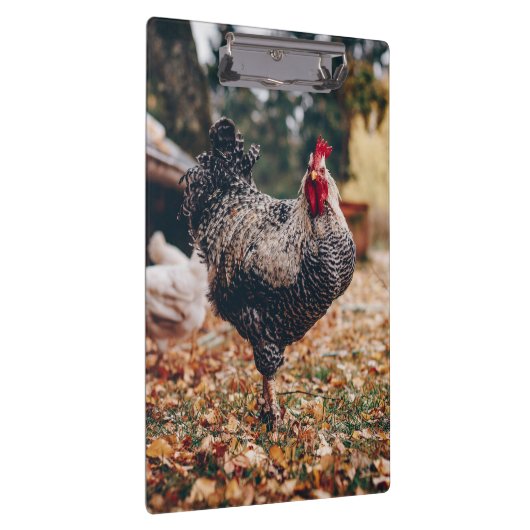 二頭の鶏を自然にした白黒のオンドリ クリップボード (右)