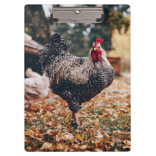 二頭の鶏を自然にした白黒のオンドリ クリップボード (正面)