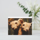 二頭ヤギ ポストカード (スタンド正面)