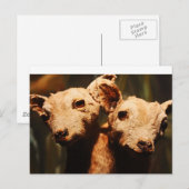 二頭ヤギ ポストカード (正面/裏面)