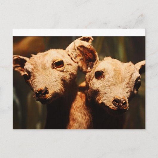 二頭ヤギ ポストカード (正面)