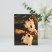 二頭ヤギ ポストカード (スタンド正面)