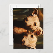 二頭ヤギ ポストカード (正面/裏面)