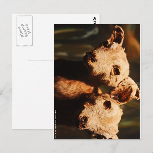 二頭ヤギ ポストカード (正面/裏面)