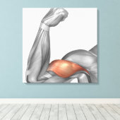 二頭筋を示す曲げた腕のイラストレーション キャンバスプリント (インサイチュ (ウッドフロア))