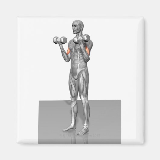 二頭筋カール2 マグネット (正面)