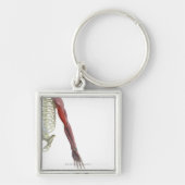 二頭筋- brachii キーホルダー (正面)