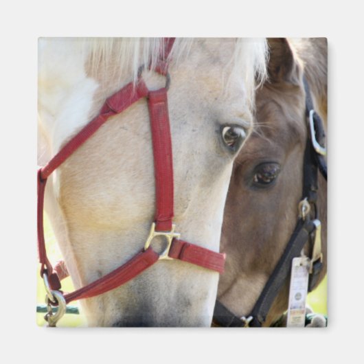 二頭馬マグネット マグネット (正面)