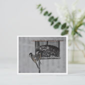 二《鳥》アメリカゴガラ ポストカード (スタンド正面)