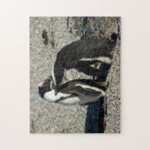 互いに手入れをしているアフリカのペンギン ジグソーパズル (縦)