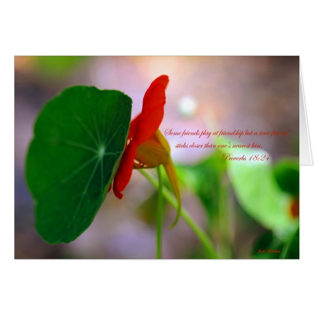 互いの花及び植物の傾き。 (正面横)