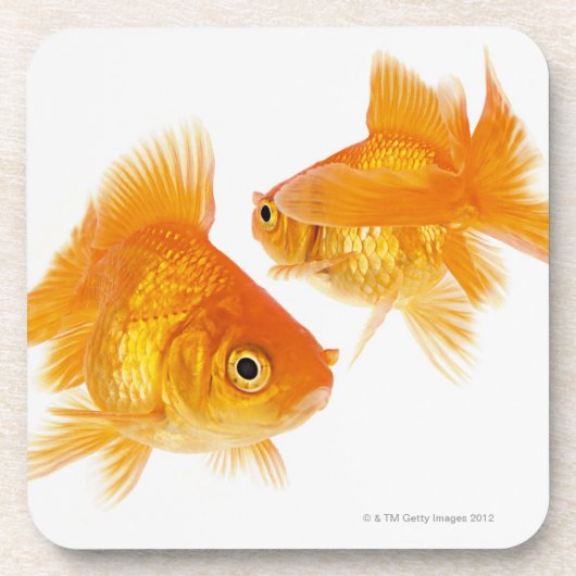 互いを交差させている2金魚 コースター (正面)