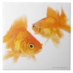 互いを交差させている2金魚 タイル