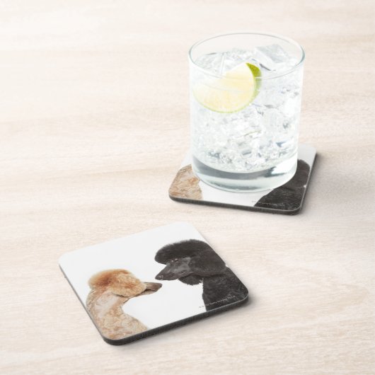 互いを検査しているプードル コースター (右側)