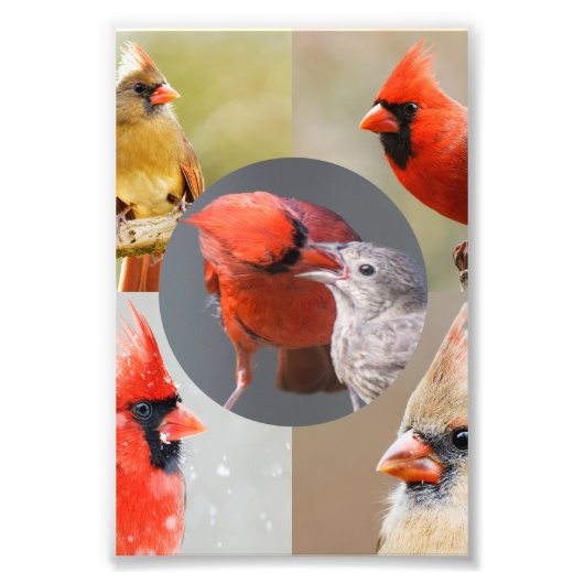 五つの美しい北深紅色 フォトプリント            (正面)