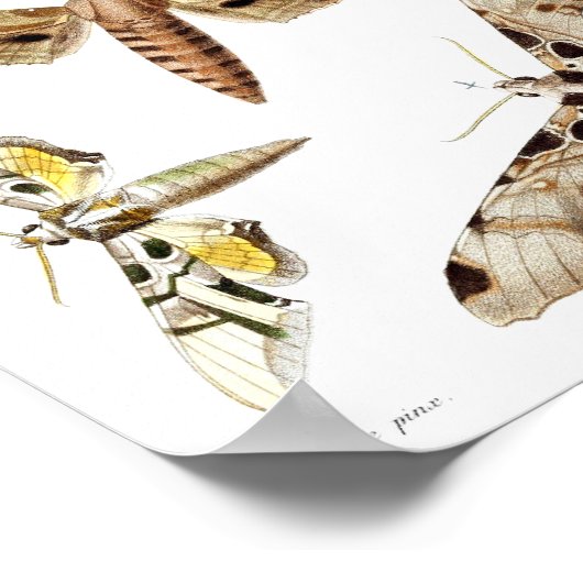 五スフィンクスの蛾 ポスター (角)