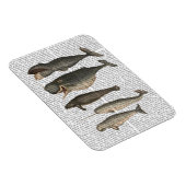 五ヴィンテージ鯨 マグネット (右側)