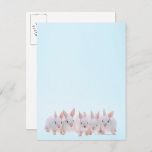 五兎 ポストカード (正面/裏面)