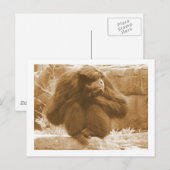 五分生霊長類 ポストカード (正面/裏面)