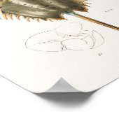 五十五十一大西洋馬蹄蟹（ポリヘムス・オクシデン） ポスター (角)