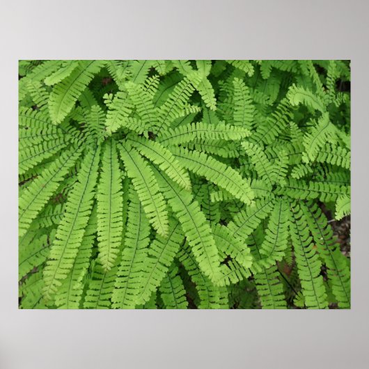 五指 maidenhair シダ ポスター (正面)