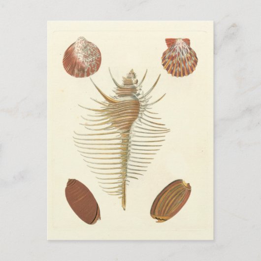 五種の貝殻 ポストカード (正面)