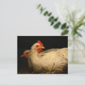 五足指及び遺族 ポストカード (スタンド正面)