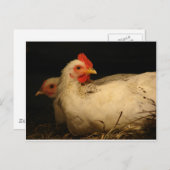 五足指及び遺族 ポストカード (正面/裏面)