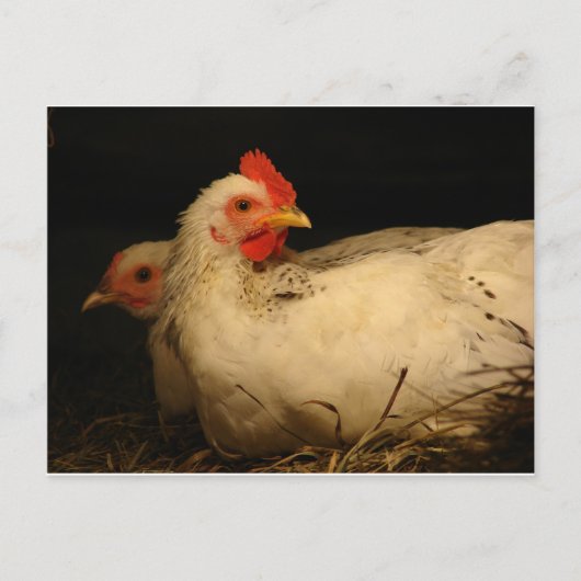 五足指及び遺族 ポストカード (正面)