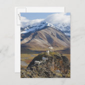 五頭の羊は崖の上に横たわる ポストカード (正面/裏面)