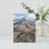 五頭の羊は崖の上に横たわる ポストカード (スタンド正面)