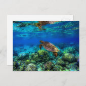 亜熱帯の海のウミガメとサンゴ礁 ポストカード (正面/裏面)