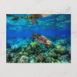 亜熱帯の海のウミガメとサンゴ礁 ポストカード