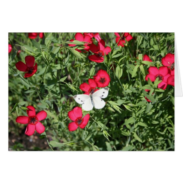 亜麻の悪夢 (正面横)