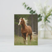 亜麻色のマネと尾を持つサレル ポストカード (スタンド正面)